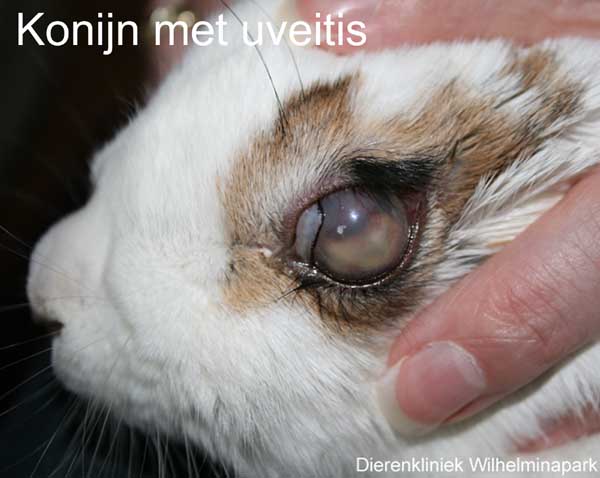 Het konijn heeft een verdikking in het oog